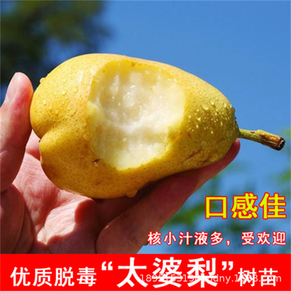 太婆梨树果苗新梨七号梨树苗酥脆嫁接早熟7号梨苗特大脆甜果树