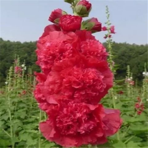 【蜀葵花种子】重瓣蜀葵花一丈红易活易种室外阳台花卉默认项国产