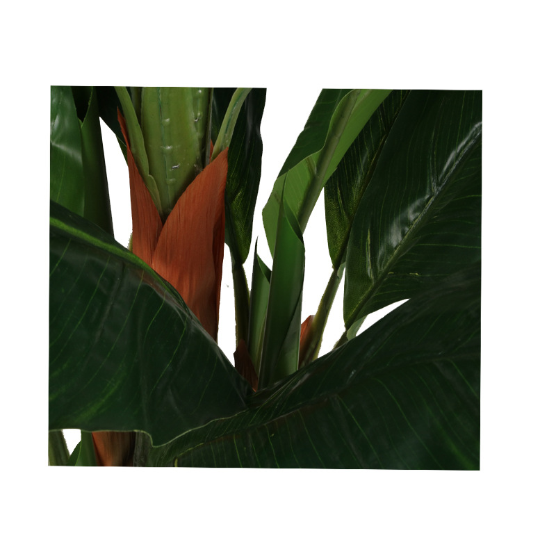 XRS-101 五叉树头美人蕉 (6).jpg