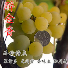 �������� ��������������Ʒ�N �o����̖���ј��Ϸ������Nֲ������