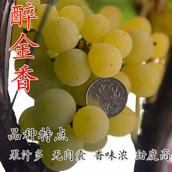 超甜葡萄 醉金香葡萄苗新品种 无核四号葡萄树南方北方种植果树苗