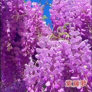 ���ٻ���������ֲ��ͥԺ�����ļ��_�����Ի���Gֲ�������������}