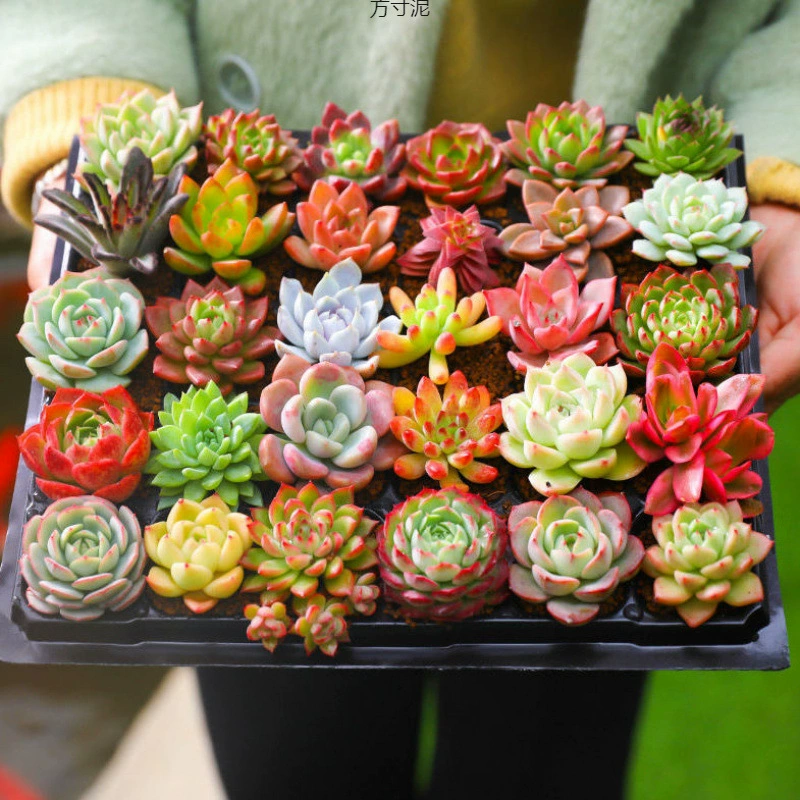 Сочетание суккулентов для начинающих оптом в горшках