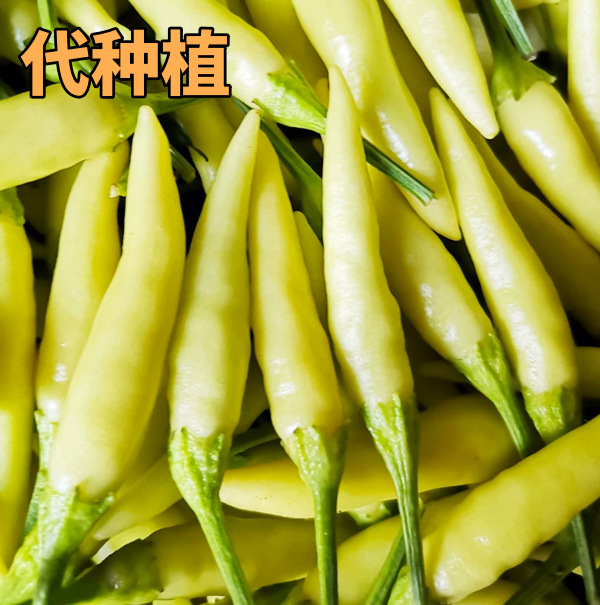 朝天椒泡椒辣椒野山椒小白米椒蔬菜基地代种植集采订单