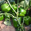 Vegetable Garden Sweet and Crimdy Pepper Seeds in Late Fruit in Late Fruits of Fruits Multi -Production Sweet Pepper Pepper Pepper Pepper Pepper Pepper Vegetable Seeds