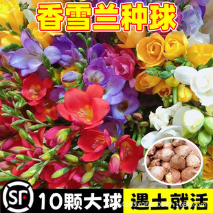 ��ѩ�m�N����B���ļ��_�������M���ذ�С�n�m�N���ɫ���Ԏ�����