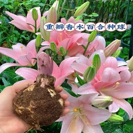盆栽;灌木;种子