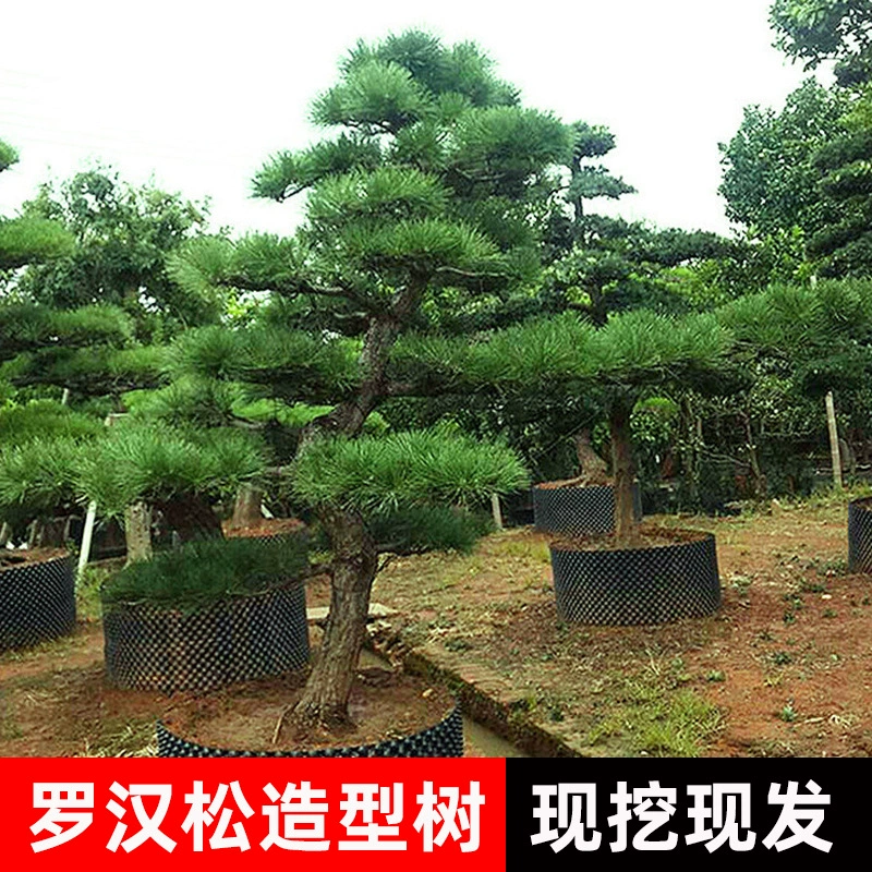 Черная сосна для ландшафтного дизайна большого парка виллы, вечнозеленое всесезонное зеленое растение, приветливая сосна.