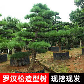 黑松造型风景树大型别墅公园庭院黑松树四季常青绿化苗大树迎客松