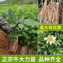 ���ڸʲ�ţ��V���l؛С�~���~�������~����ֱ�lţ������