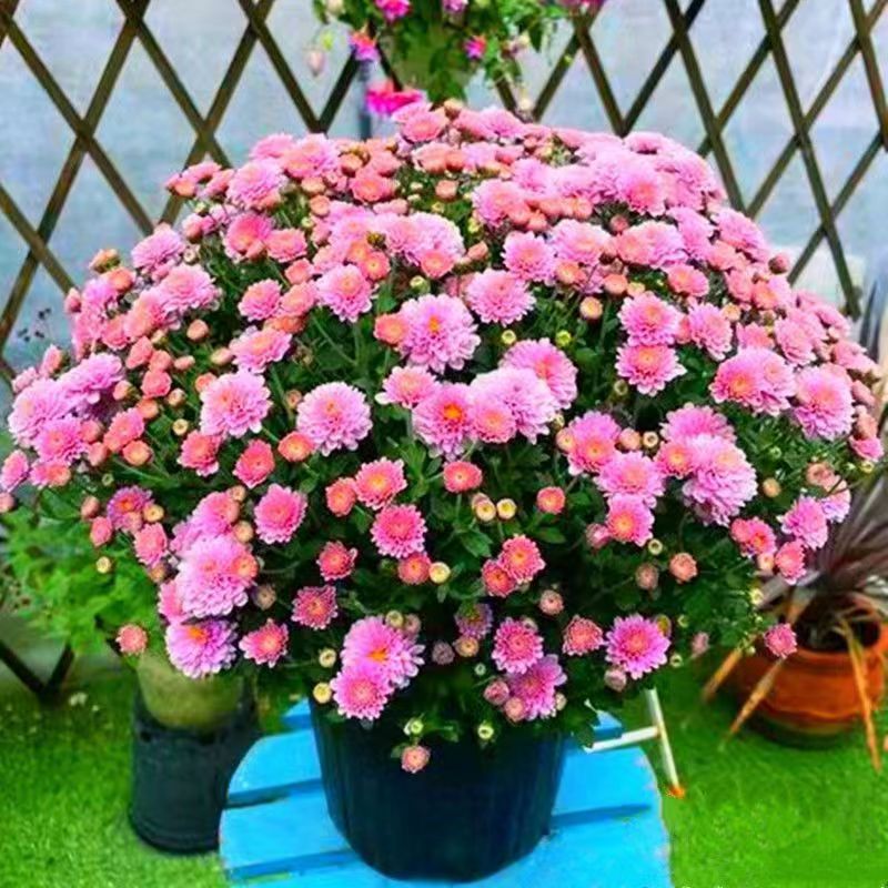 Venta al por mayor de semillas de flores y plantas eustoma malvarrosa peonía cobre dinero hierba margarita rosa sol peonía flor combinación de flores