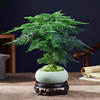 Bamboo potted plant office office office hydroponic living room lazy small green plant flower big full bonsai four seasons evergreen