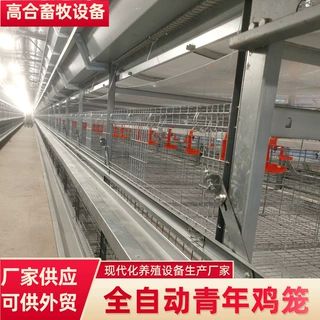 定制青年鸡笼层叠式育雏设备笼规模化养殖场用鸡笼热镀锌立式鸡笼