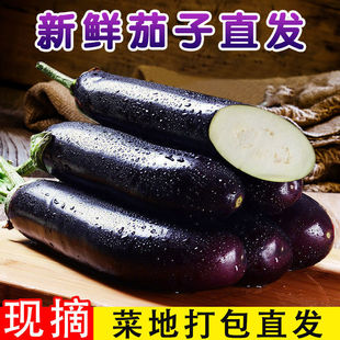 5����]�Fժ���r�L�����r���ԷN�L�������Ӻ��ەr����߲���