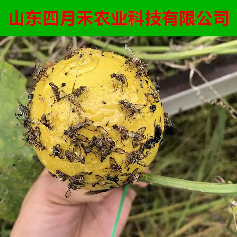 果树防虫诱蝇球粘虫球柑橘大实蝇诱黄球绿球果蝇果实蝇诱粘球批发