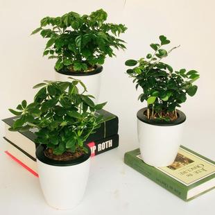 Office Desk Green Plants with Pots, Small Potted Plants, Happiness Tree, Jiu Li Xiang, Duck Feet, Gardenia Plants and Florals