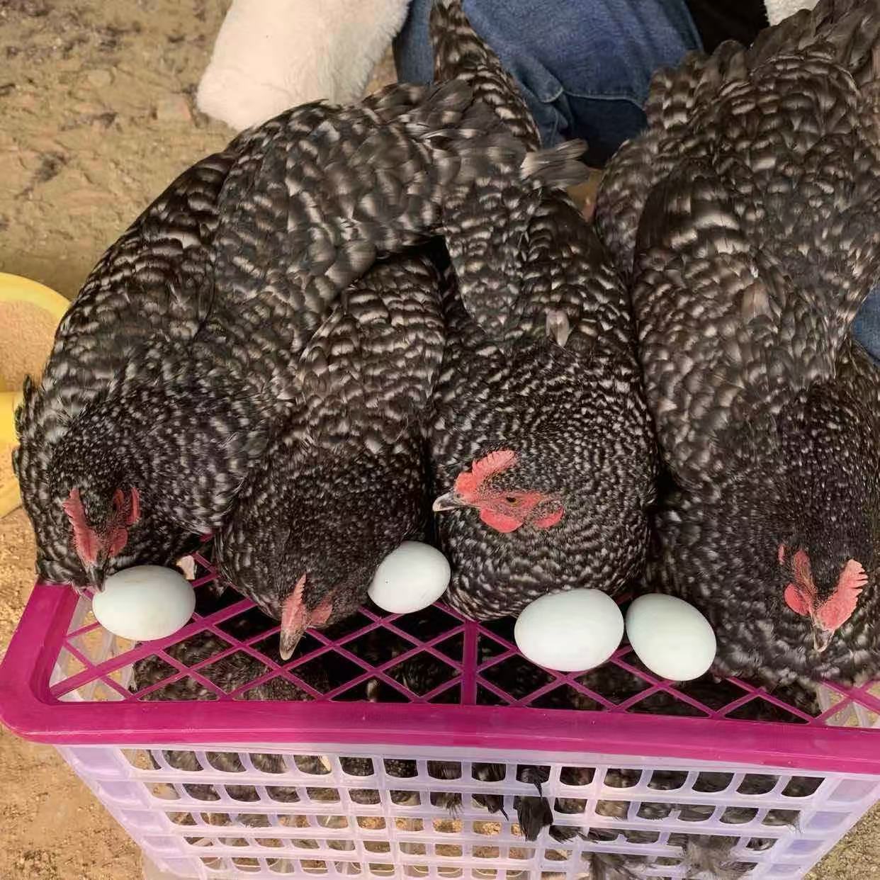 纯种芦花鸡活苗芦花鸡苗半斤活体芦花鸡一斤活苗散养土鸡苗批发