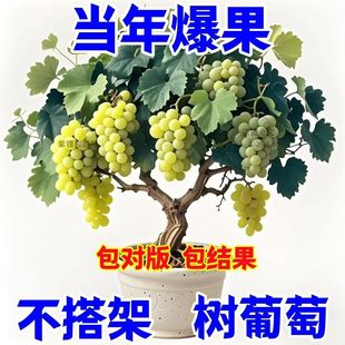 ���ļ����¡���Ʒ�������ј������Ե����ϱ����{��ʯ�޷�ͥԺ����