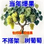地栽夏季庭院新品树苗