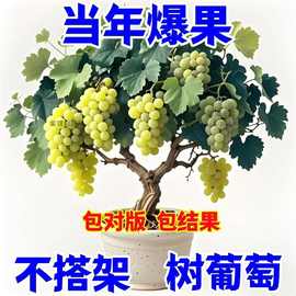 【夏季上新】新品矮化葡萄树苗盆栽地栽南北方蓝宝石巨峰庭院果树