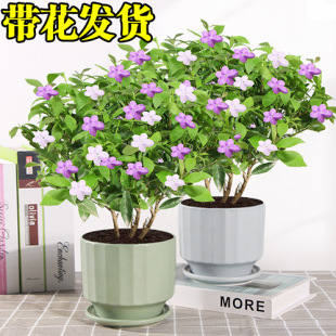 �pɫ�������Ԏ��������x�����򻨘��绨���ļ��_��ֲ���҃�ͥԺ