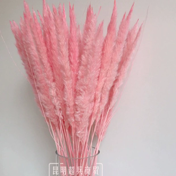【Сушёные цветы Маленькие тростник】 InSS Pink Reed Маленькие тростники сушёные цветы для домашнего декора Пувэй Фан Пас Цао