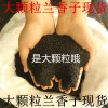 Wholesale Mingliezi Lanxiangzi Laler Seed Nangmei Seeds Clean Spot and Earth Earth Divide