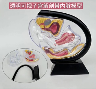 Human transparent uterus model visual female reproductive anatomy model family planning Display supplies popular science teaching aids