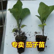 黑貴人茄子種子/茄子苗 高產長茄子 紫黑長茄蔬菜種苗 茄種子