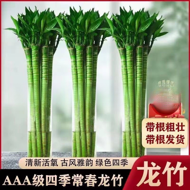 Wenchang bamboo dragon bamboo rich bamboo transfer bamboo water…