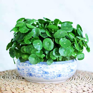 �����~�~�X��ˮ��ֲ����X������ˮ�B�Gֲ�k���҃��B�͏d��լ