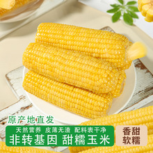 东北长白山黄糯玉米真空鲜玉米当季整箱甜糯玉米苞谷嫩玉米棒子