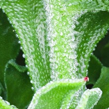 非洲冰草水晶冰菜种子种籽苗秧蔬菜南方种四季菜苗籽种秧苗孑菜籽