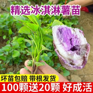 һ�c�t���������t������t���������緬����ع���ɽ����������