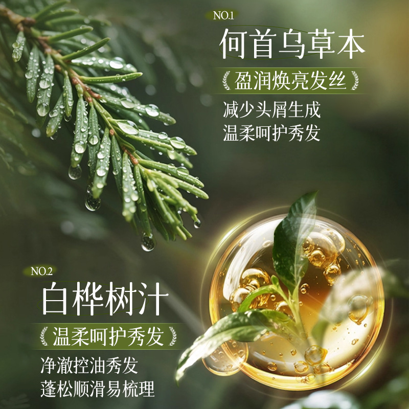Suxiu Chen jugo de abedul blanco polygonum herbal champú antiprurito anti-caspa suave fragancia controlador de aceite fabricante duradero image 5