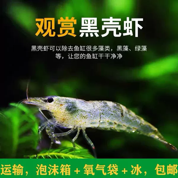 15+Get 15 Loss-proof Black Shell Shrimp