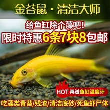 金苔鼠观赏鱼清道夫热带鱼工具鱼淡水好养鱼缸除藻清洁粪便垃圾鱼