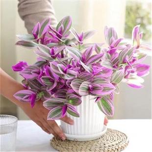Oil Painting Chlorophytum Potted Indoor Living Room Foliage Plant Is Easy to Grow and Survive, Office Desktop Ornamental Small Potted Plant