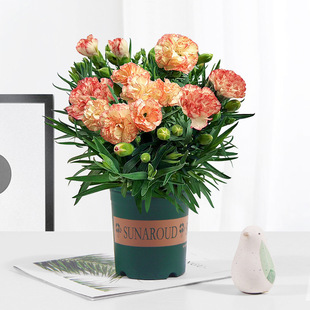 ����ܰ���Ԏ������ļ������҃Ȼ��̨ʯ���^��ֲ����B�׻����