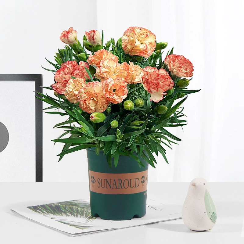 Горшечное растение гвоздика с бутонами, четырехсезонные цветы, комнатные цветы, балконные гвоздики, декоративные растения, легко выращивать и жить, крупные цветочные рассады.