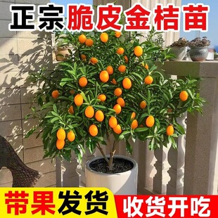 ��Ƥ��ۘ����Ԙ����ʳ�Î������Ӵ����ļ��͏dͥԺ�̨�������
