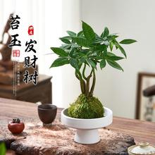 五福发财树小盆栽水培苔藓球植物室内桌面招财办公室绿植四季好养