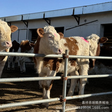 现货出售西门塔尔牛小牛犊幼牛种牛活苗养殖活体肉牛牛仔