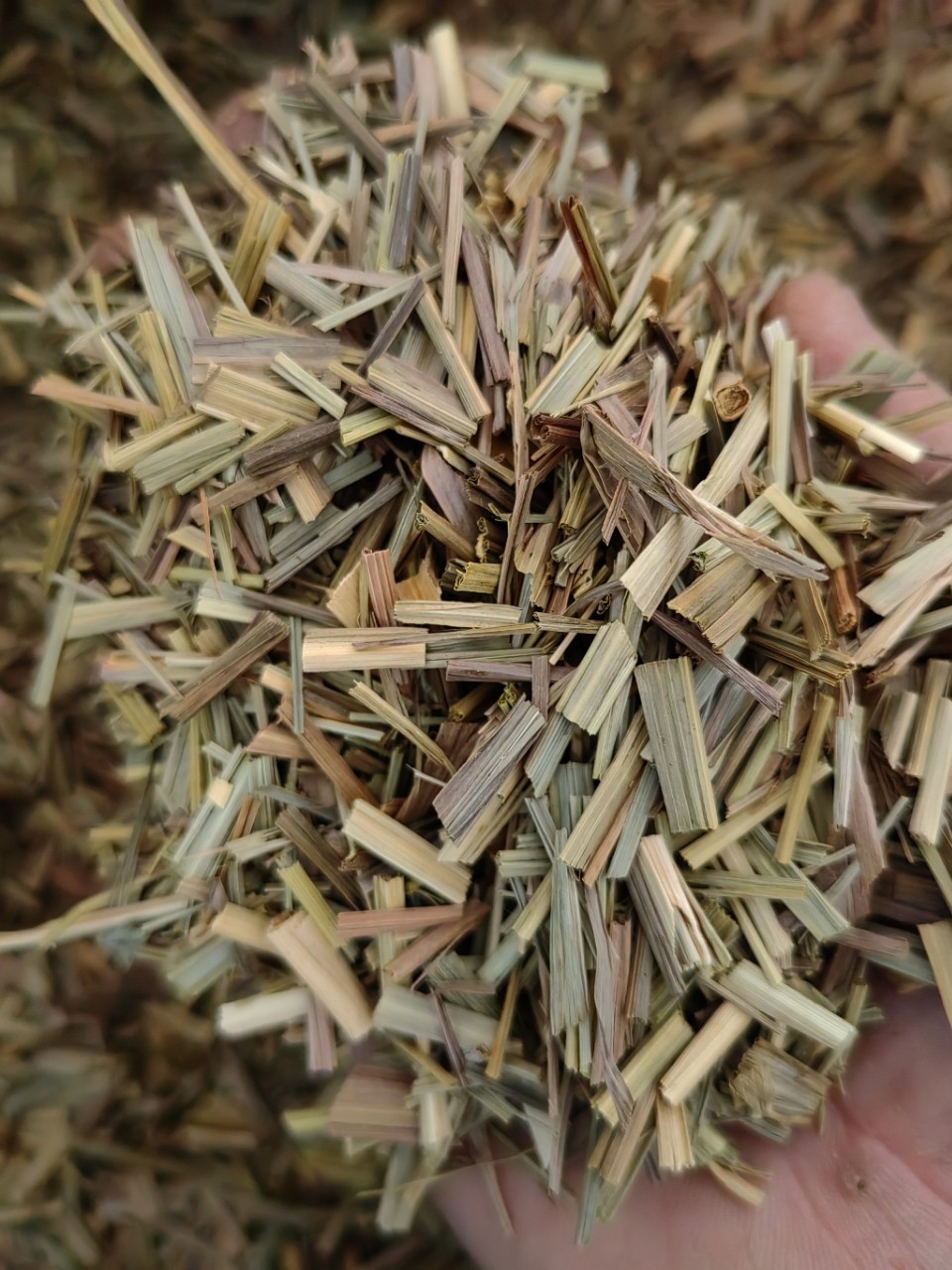 Lemongrass Powder (Cymbopogon citratus) — Dried Xiang Mao Cao Food Herb, 500g quality and texture