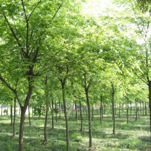 �t�ηN�Ӽt��Ѫ�� ��z��ɳ�Ƙ� ë�}�ε��������~�ι��̾G����ľ