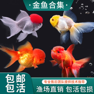 ������~���~�^�p�~С�͵�ˮ���B��ˮ�~�~������С���~�{�^�~�\��