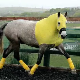 马术用品;护腰;运动护膝