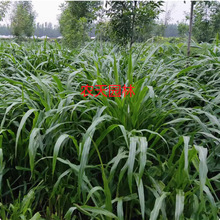 ������N�������������ݷN�����������Bֳ�ļ�����������U�N��