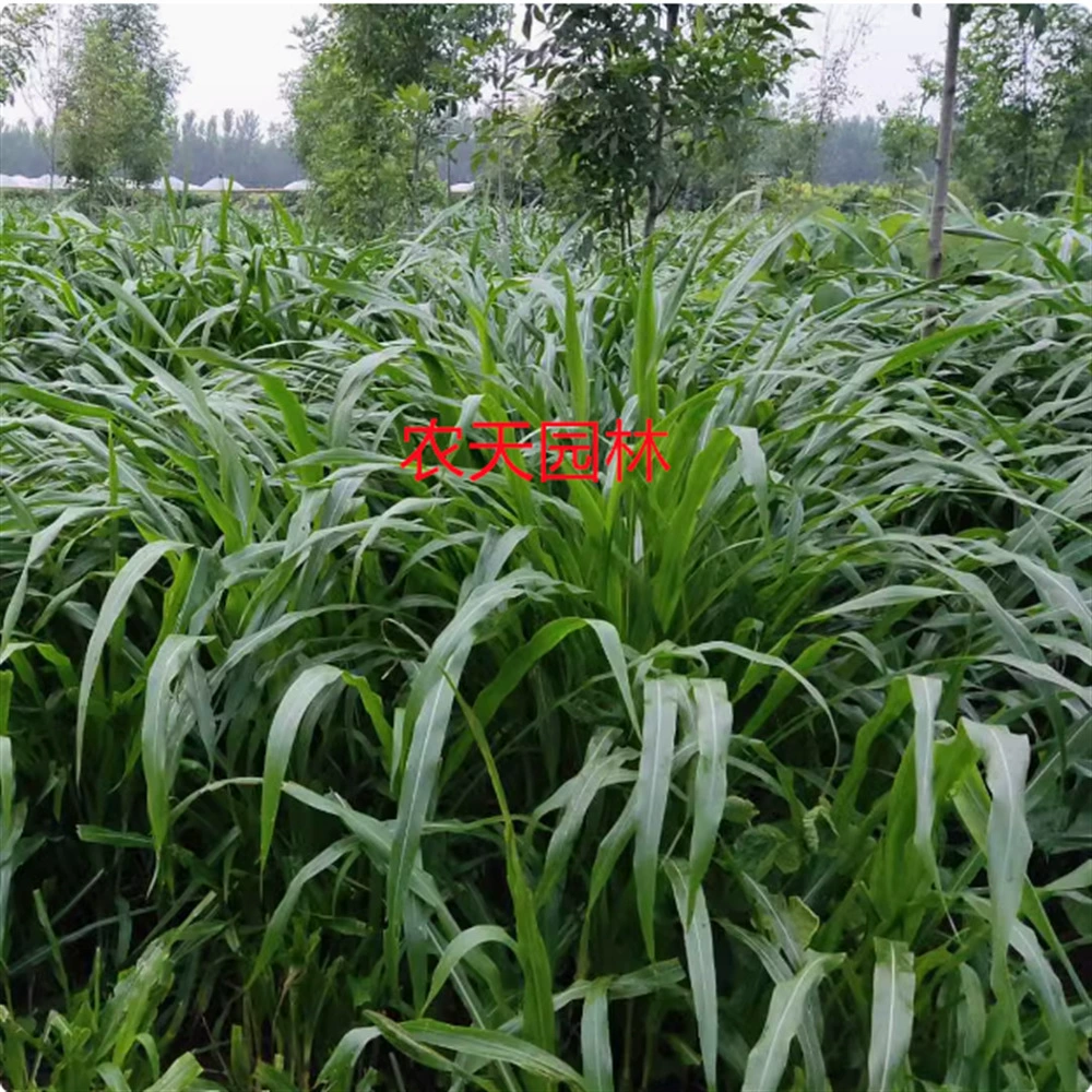 Сладкие семена сорго кормовые сладкие семена сорго многолетнее животноводство Регенерация Four Seasons сладкое сорго семена стебля