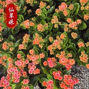 ���ع����L�ۻ����b�҃��ذꎧ�����^��ֲ��Gֲ�ļ��_��С����